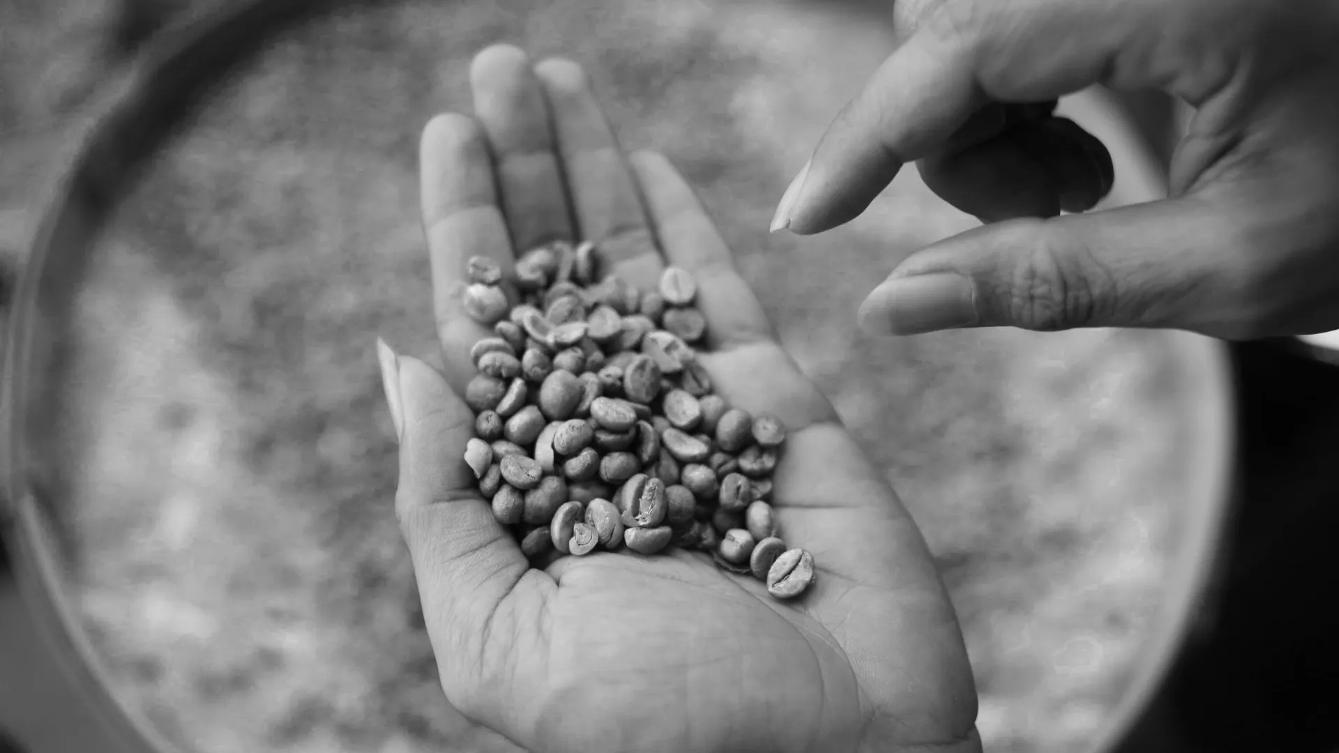 Trump’s Tariffs Leave the Coffee Industry Facing an Uncertain New Era