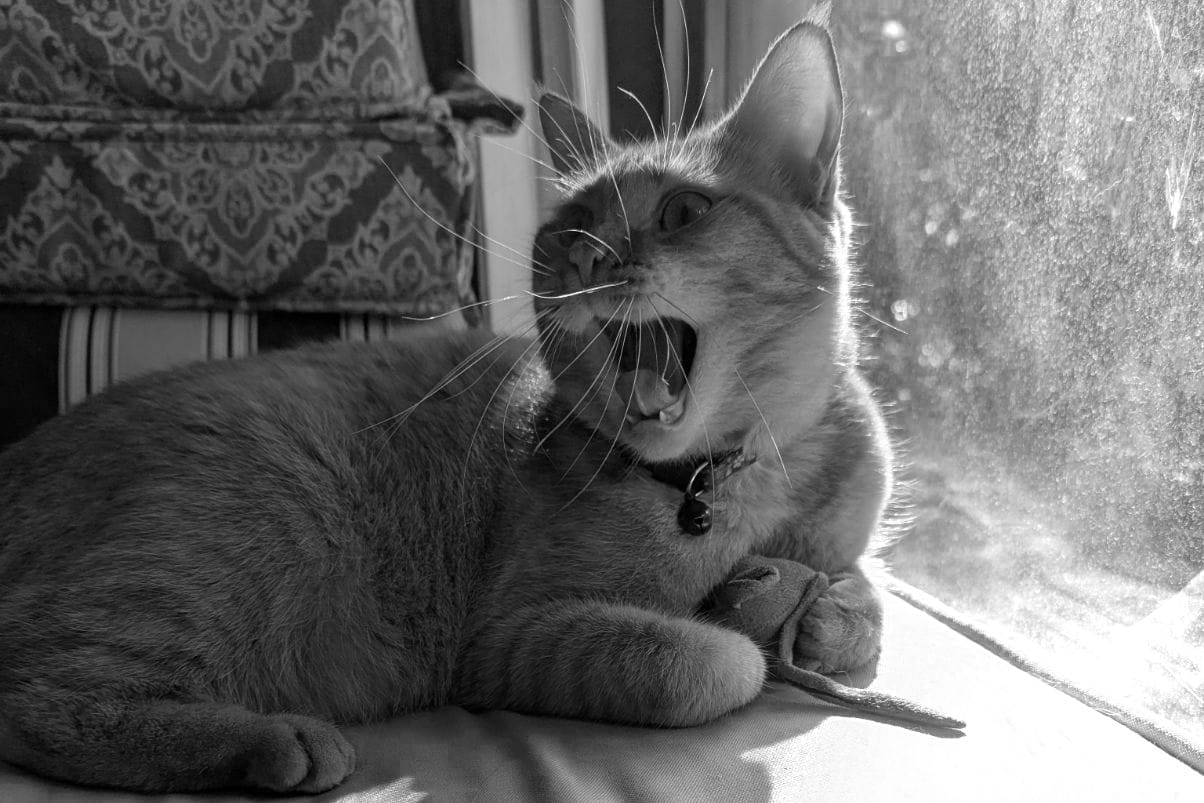 An orange cat on a window sill holding a toy and yowling