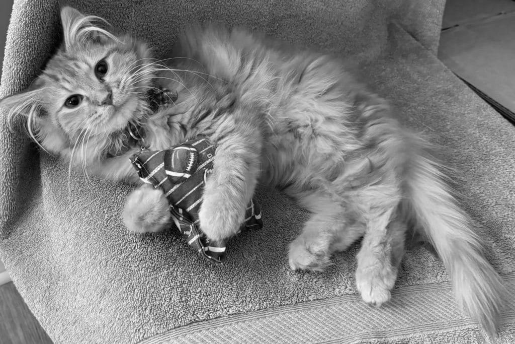 A fluffy kitten lying on a chair holding a tiny pillow and looking at the camera with disdain