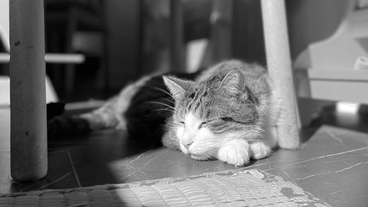 A grey tabby cat with a white face and white paws snoozing in the sun underneath a table