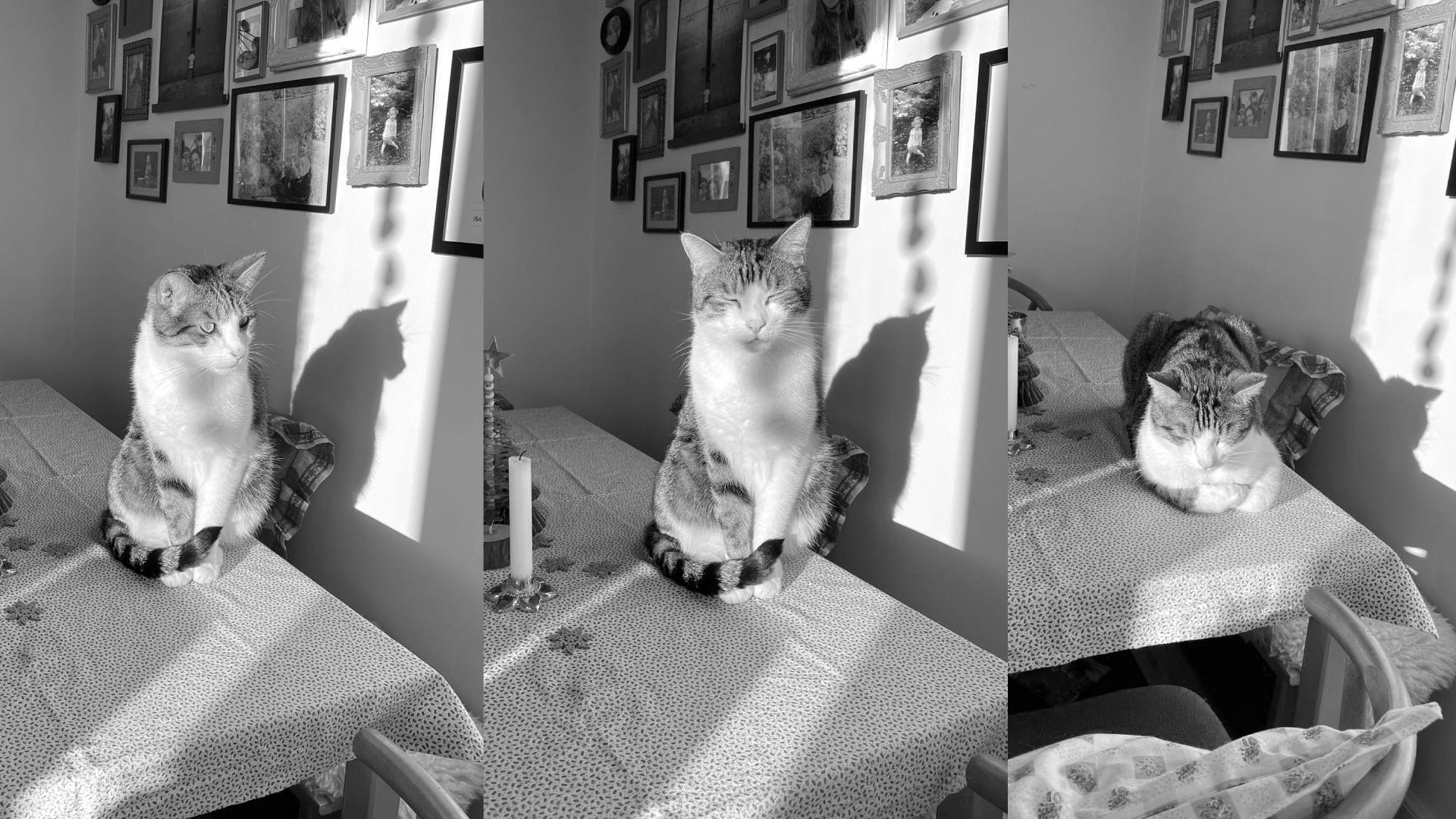 Three images of a stripey cat with a white chest, face, and paws, sitting on a table and falling asleep