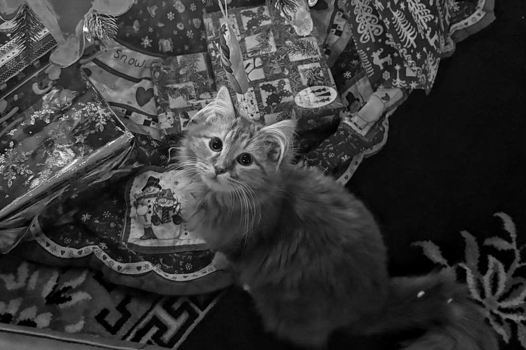 A very floofy kitten sits in front of a pile of presents, looking at the camera