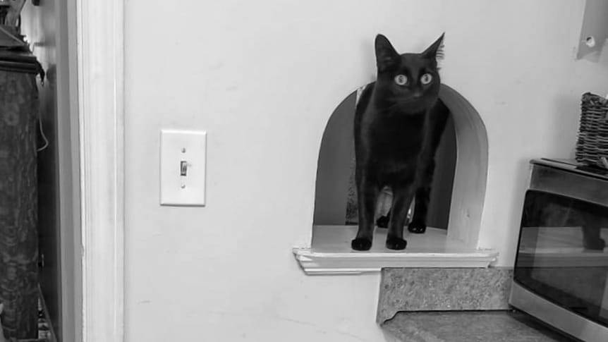 A black cat with big ears and wide eyes pokes his head into a kitchen through a serving hatch