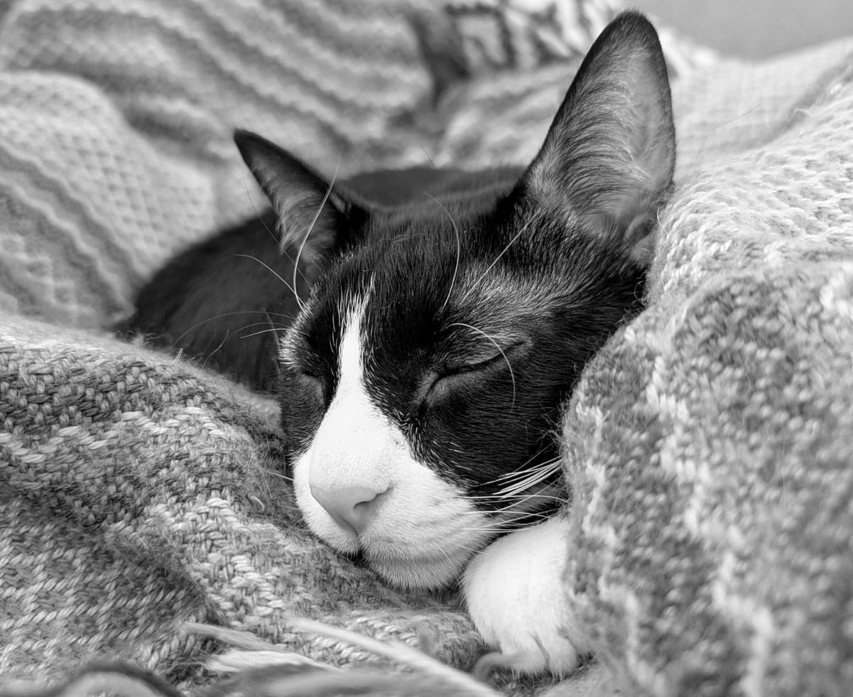 Close up of a black cat with a white nose and white paws, who is sleeping atop a blanket