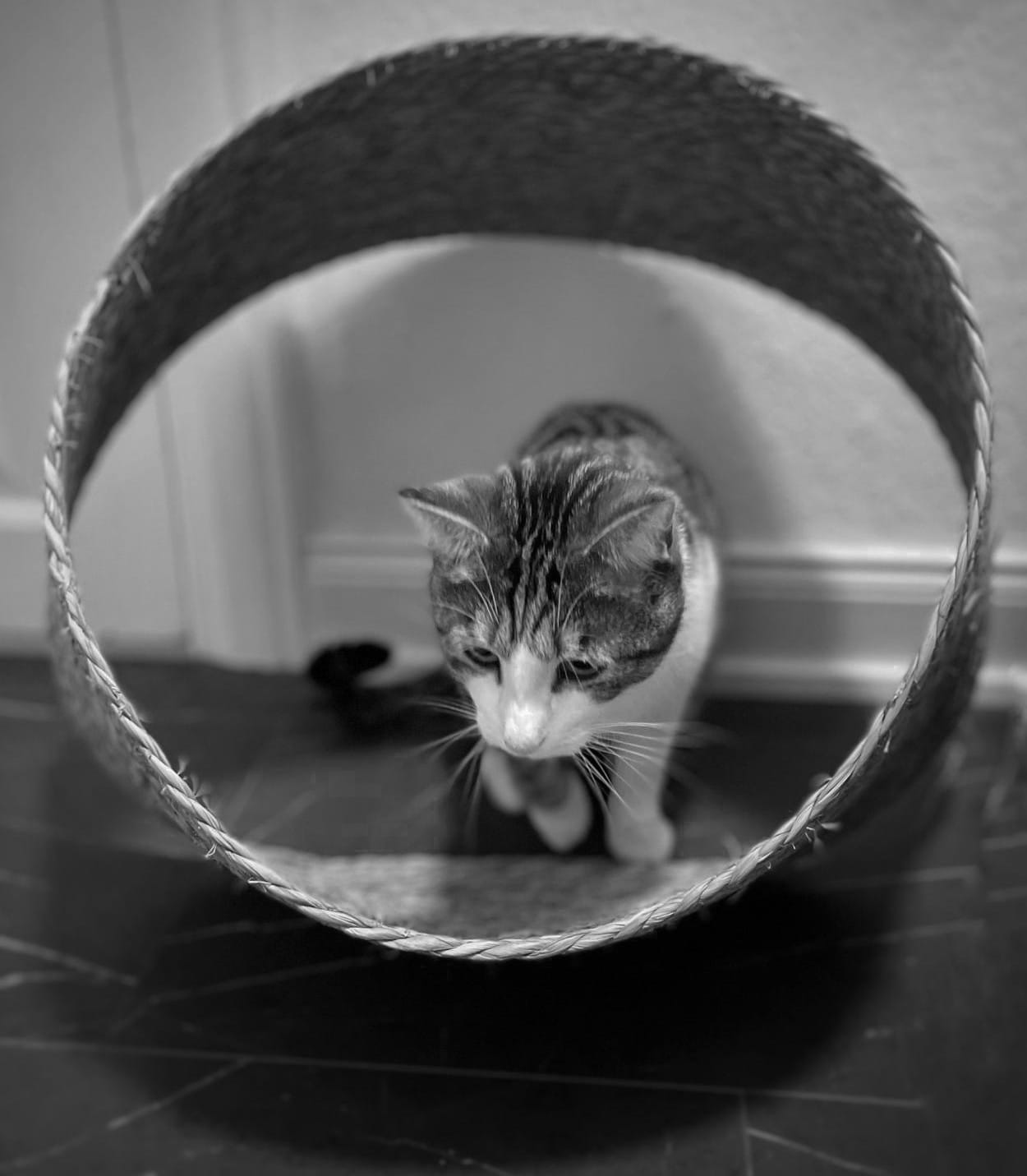 Close up of a cat with a stripey head and white face poking his head through a wicker hoop thing