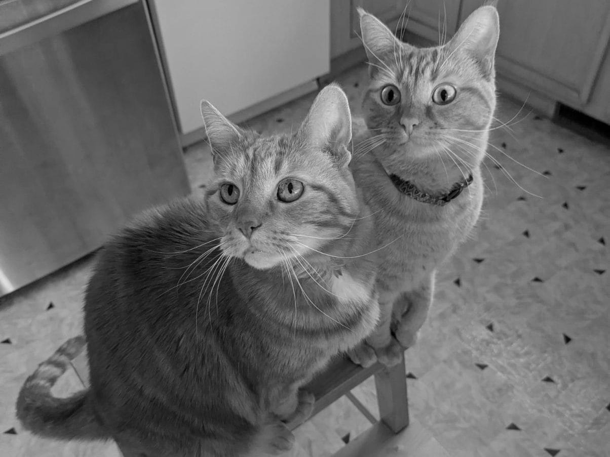 Two orange cats sitting on a stool in a kitchen, staring at something just behind the camera