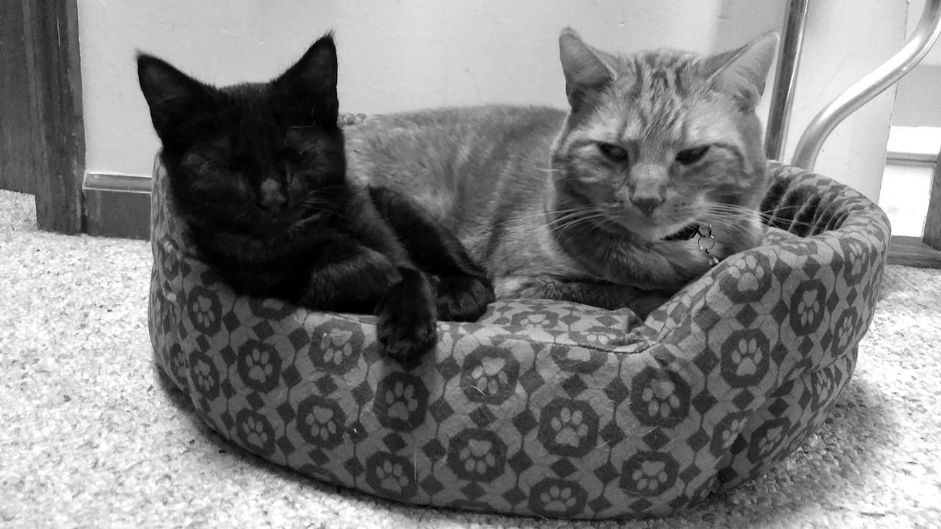 A black cat snuggling in a cat bed next to a much bigger orange cat, who looks distinctly unamused