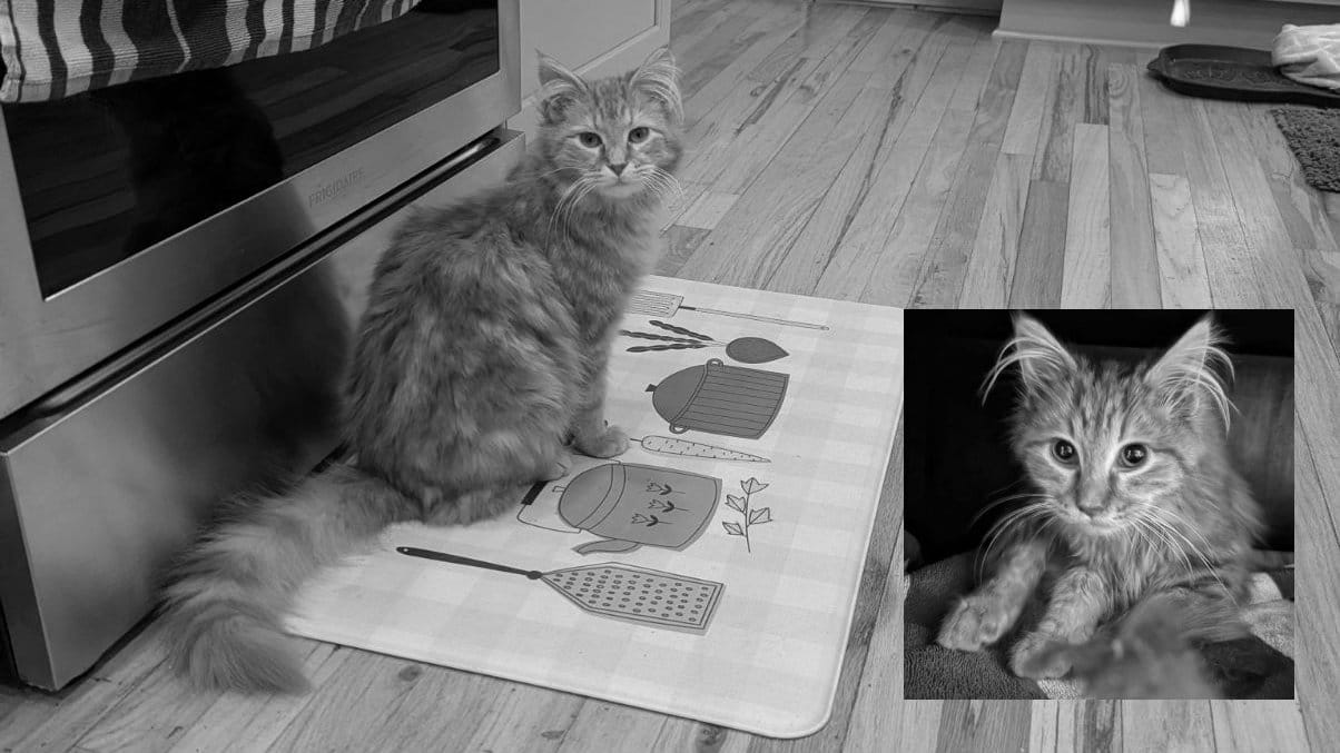 Black and white photo of a big fluffy cat sitting on a mat in front of a stove, and a smaller photo of that same cat as a kitten