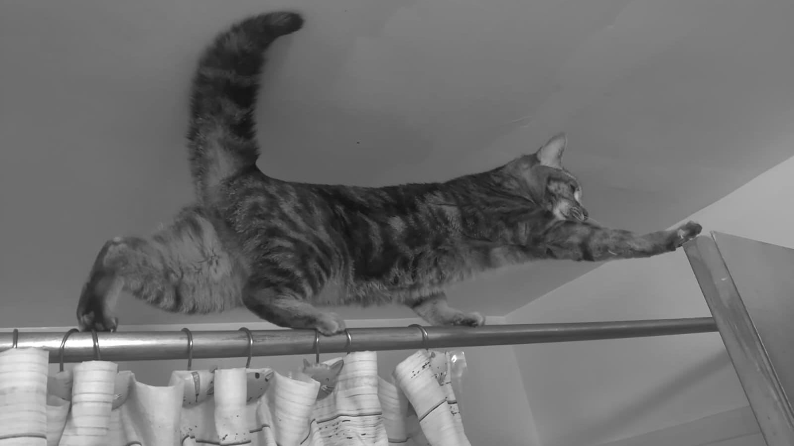 A cat stands on a shower curtain rail, reaching out to climb onto the bathroom door