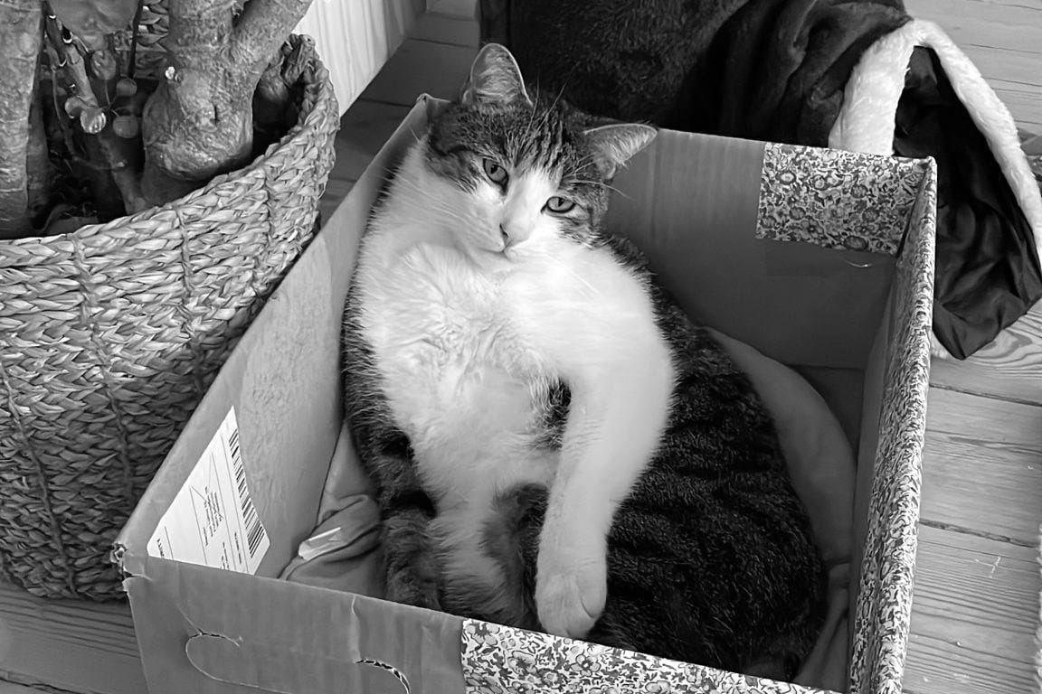 A cat with a white face, chest, and paws, lying nonchalantly in a cardboard box