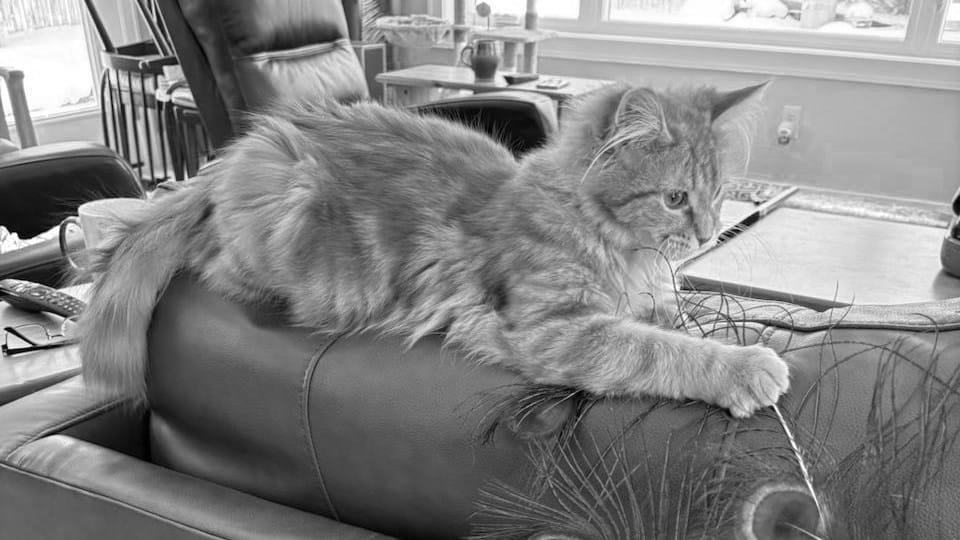 Black and white photo of a fluffy orange cat sitting on the back of a leather armchair playing with a peacock feather