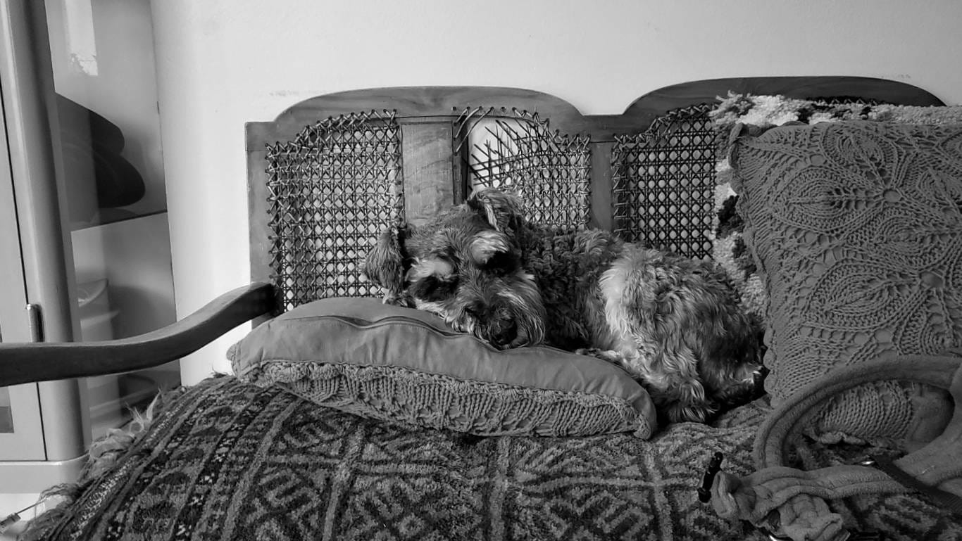 A miniature schnauzer curled up on a cushion on top of a wicker-backed sofa