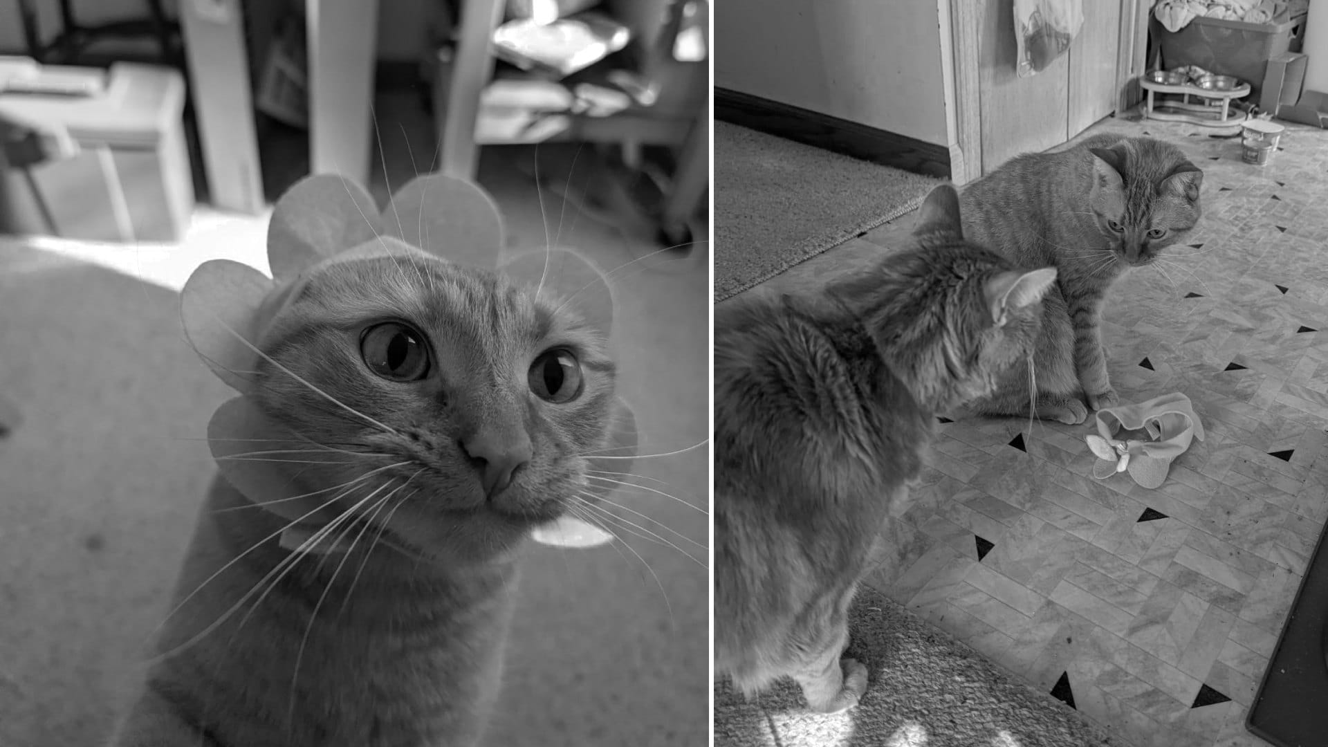 Close up of a cat wearing a flower petal-shaped hat, then a picture of two cats looking at the hat on the floor