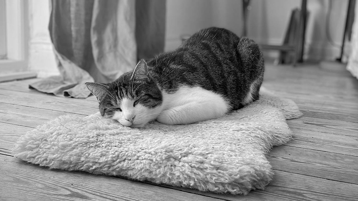 A stripy cat with a white face and legs sleeps on a sheepskin on the floor