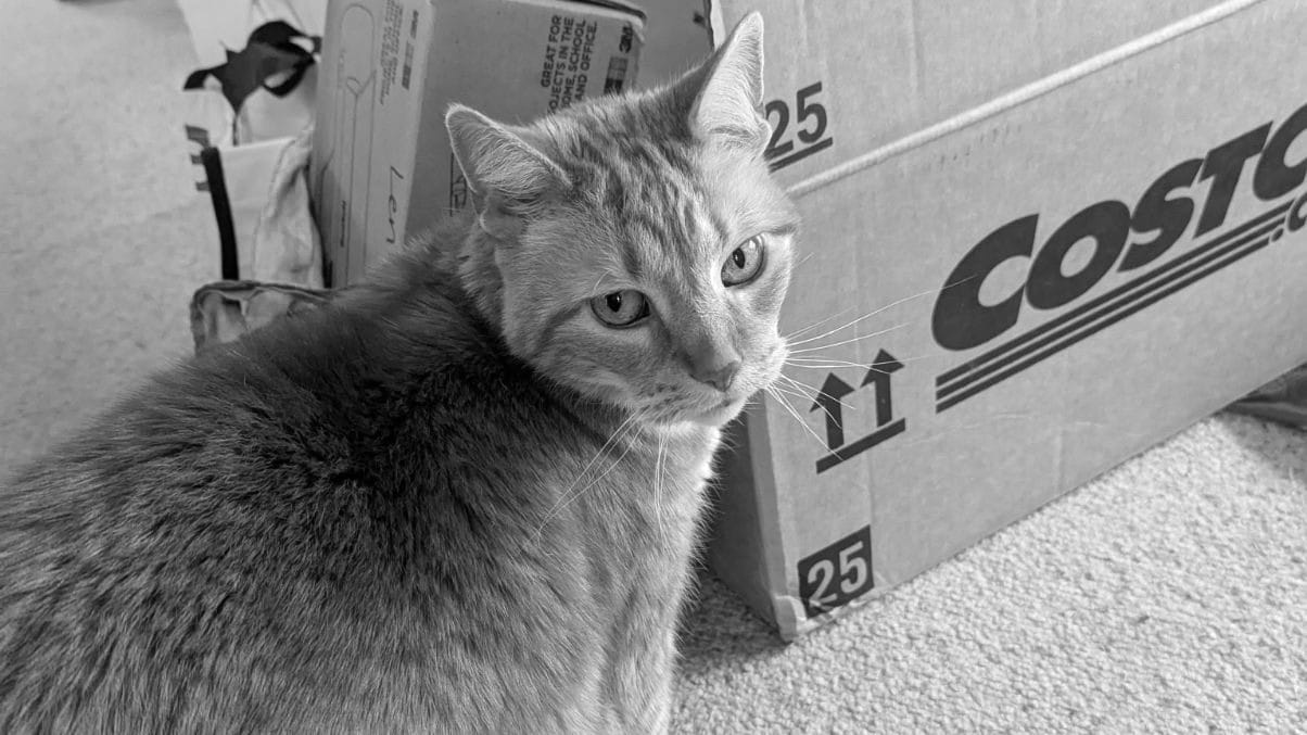 Closeup of an orange cat looking over his shoulder at the camera in front of a Costco box