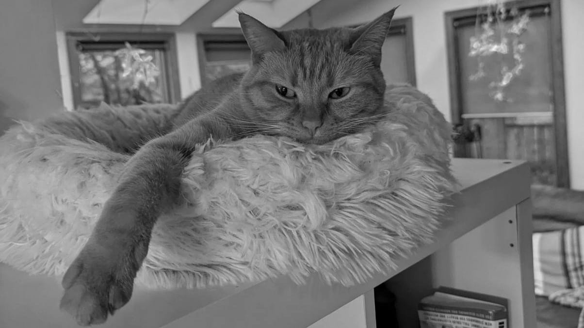 An orange cat lounges in a white fluffy cat bed, with one leg reaching out towards the camera