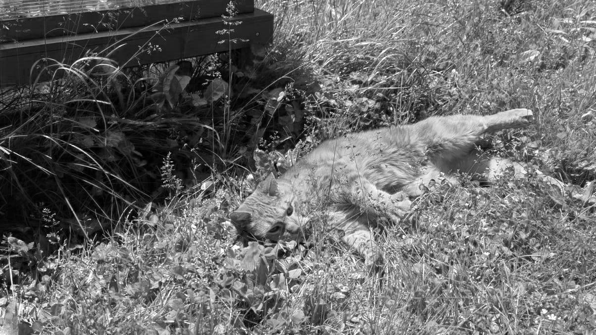 An orange cat lies in longish grass with a look of concentration on his face and one back leg in the air