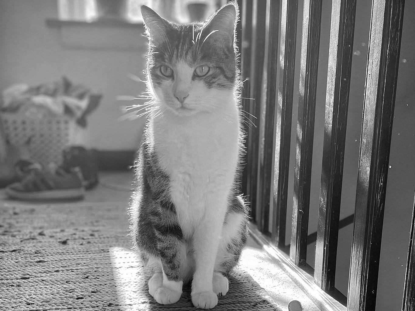A stripey cat with a white face, chest, and legs, sits on a stairway landing with sun hitting him from the back, making him glow