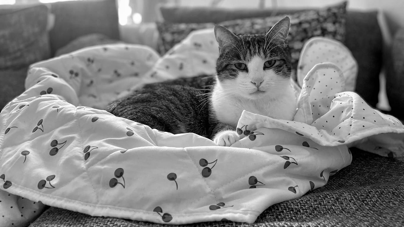 A stripey cat with a white face sits on a blanket decorated with cherries, looking at the camera disdainfully.