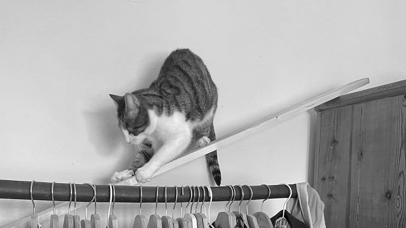 A stripey cat with a white face and chest struggles to descend a wooden ramp from the top of a cupboard