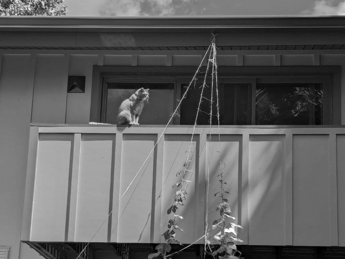An orange cat sits upright on a wooden balcony contemplating a series of twine strings holding up hops