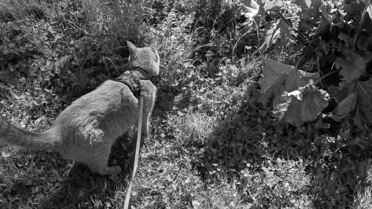 An orange cat on a lead in a garden sniffs some rhubarb and other plants