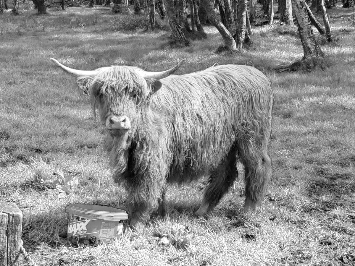 A Highland coo standing in a field in the sun, with trees behind, looking at the camera.