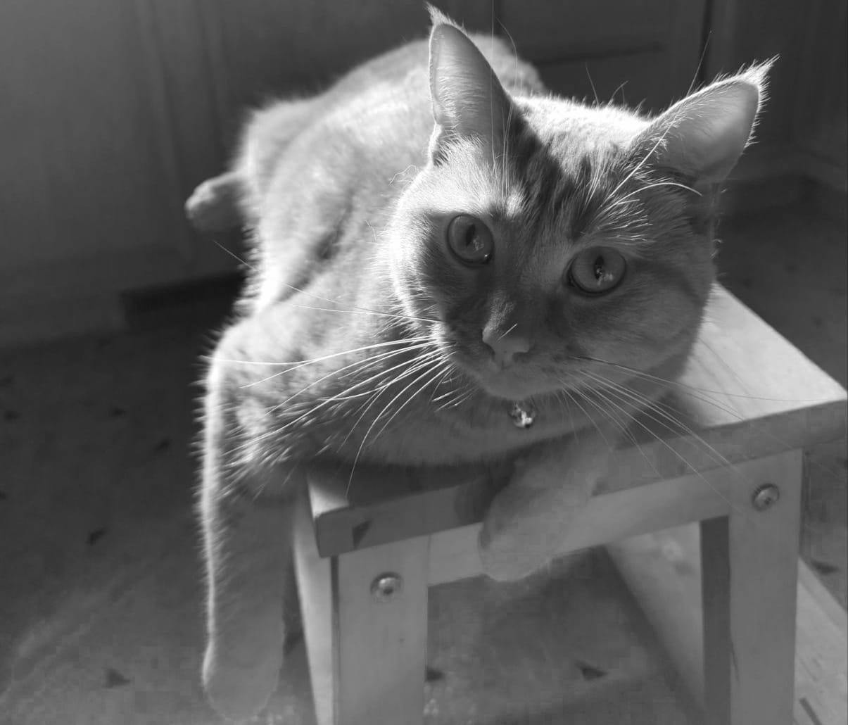 Closeup of an orange cat lazing on a stool in the sunshine