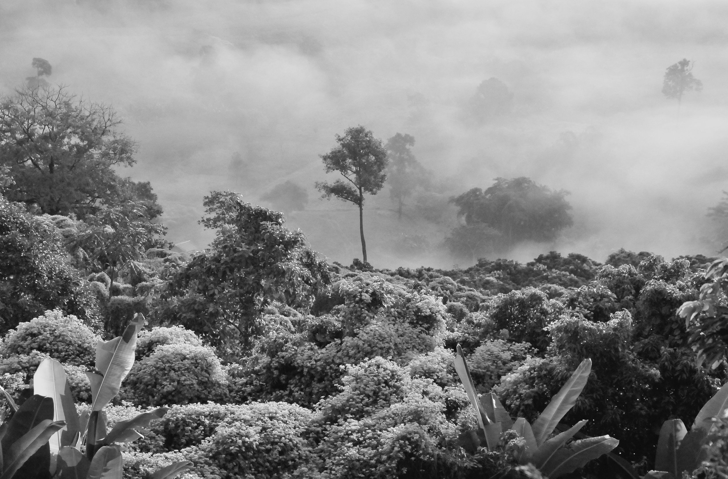 A rainforest shrouded in mist