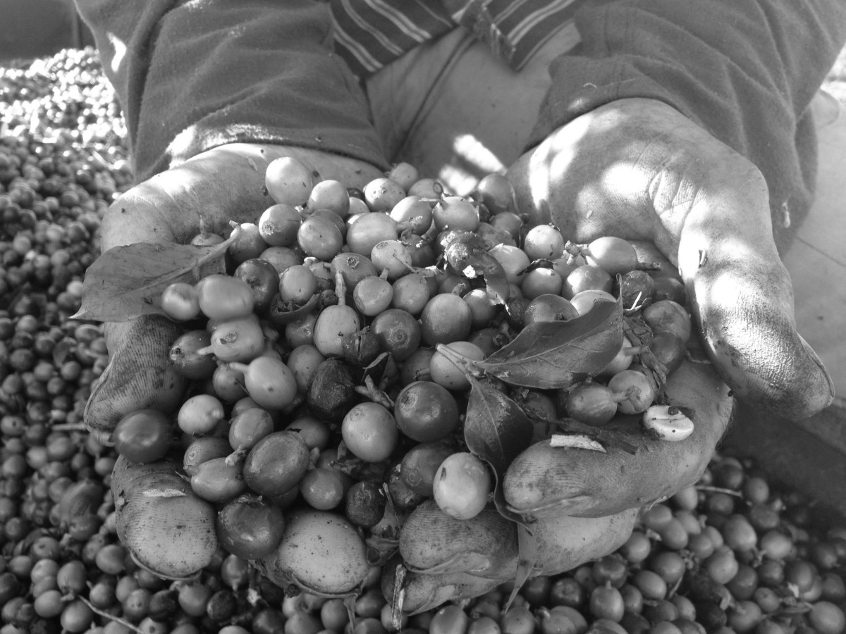 Two hands hold freshly-picked coffee cherries