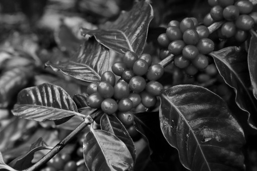 Coffee cherries on a branch, with leaves