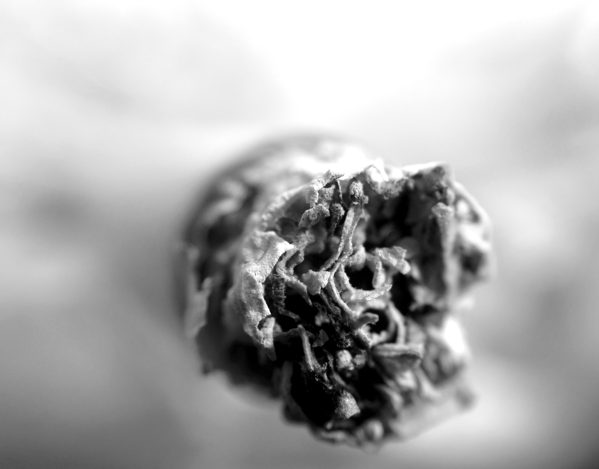 Close-up of a lit cigarette