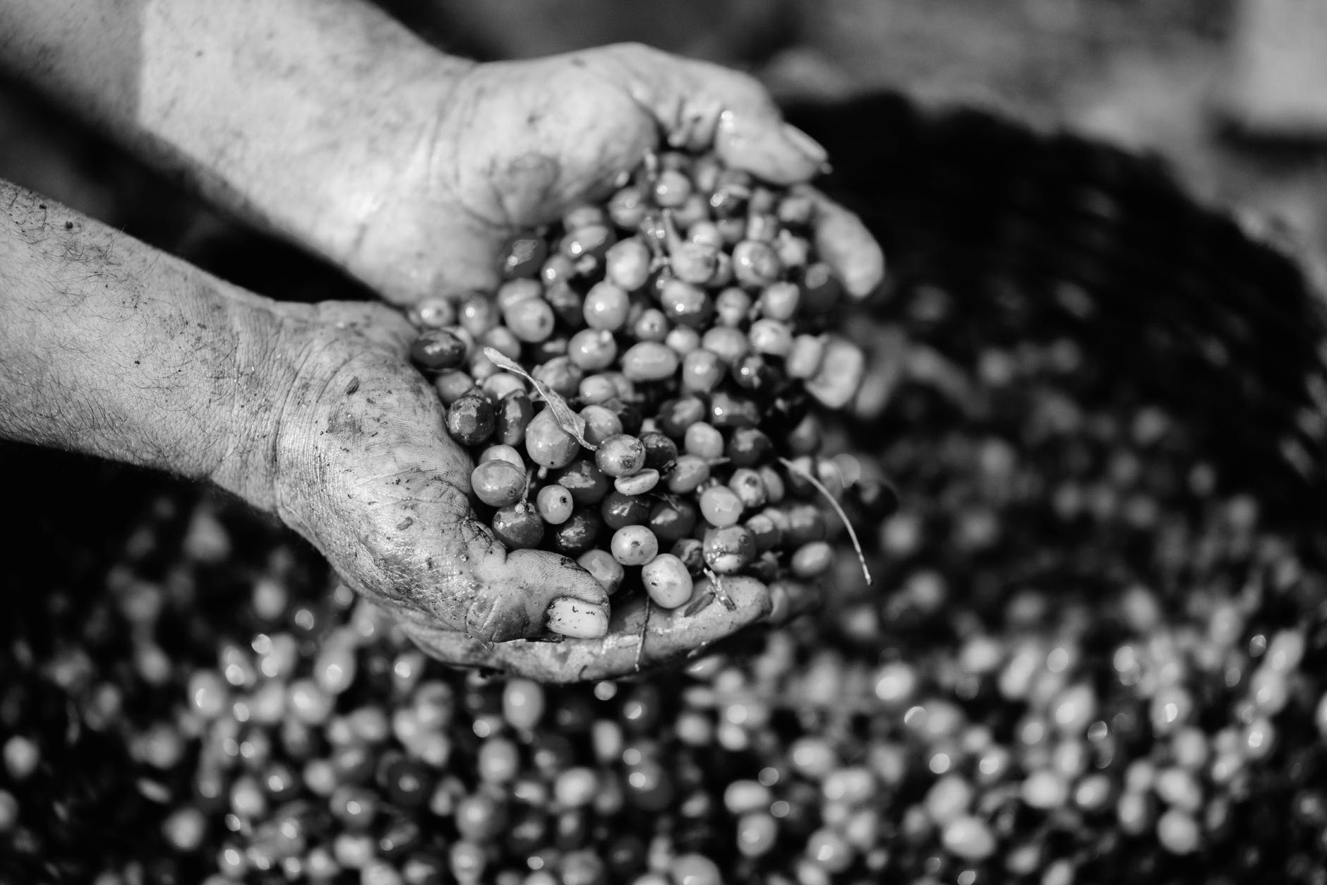 Two hands holding freshly picked coffee cherries