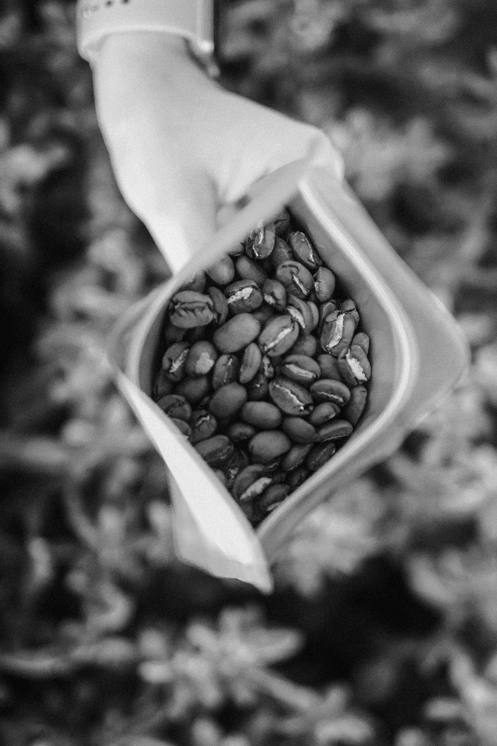 A hand holding an open bag of coffee, seen from above