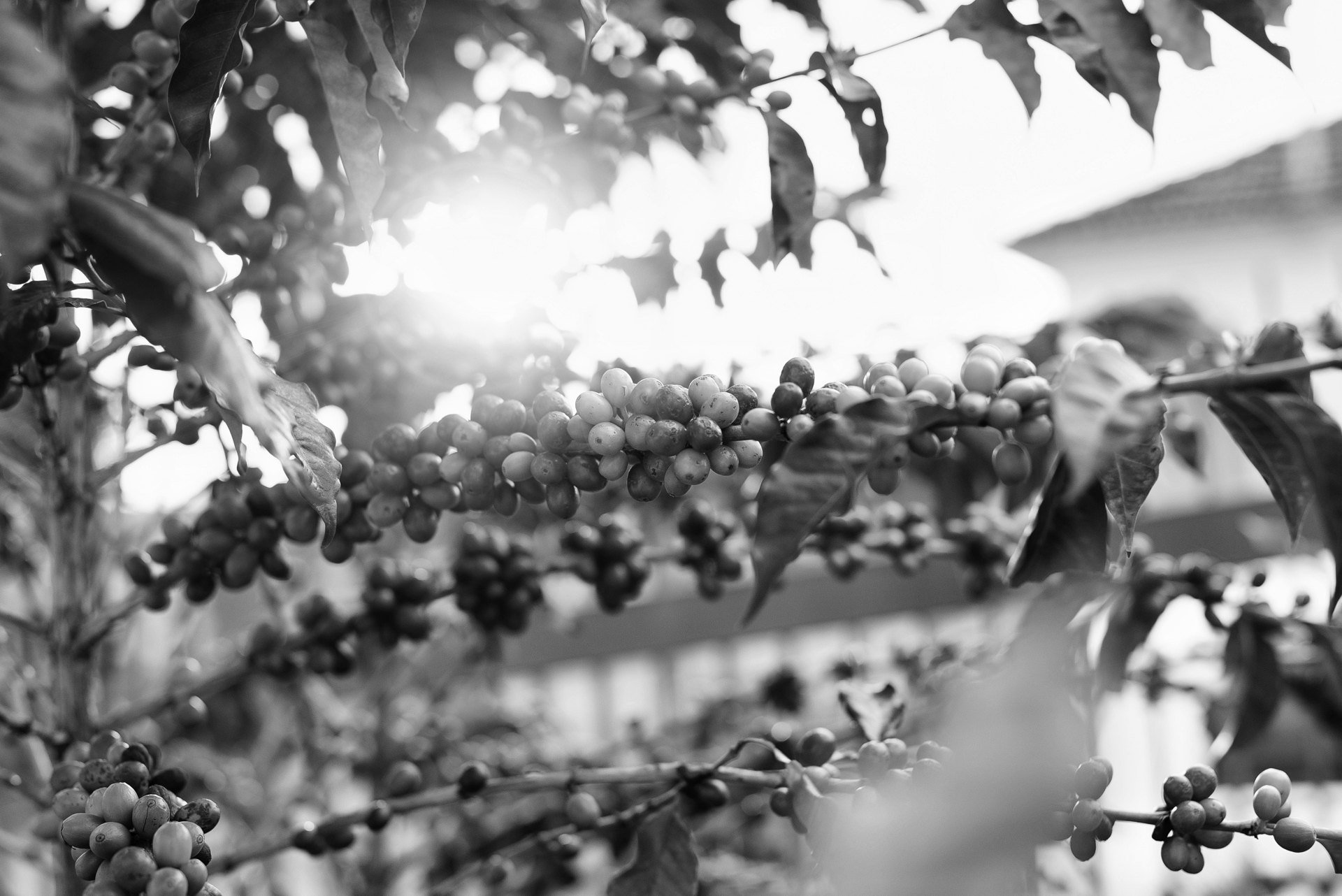 Coffee cherries ripening on a branch, backlit by the sun