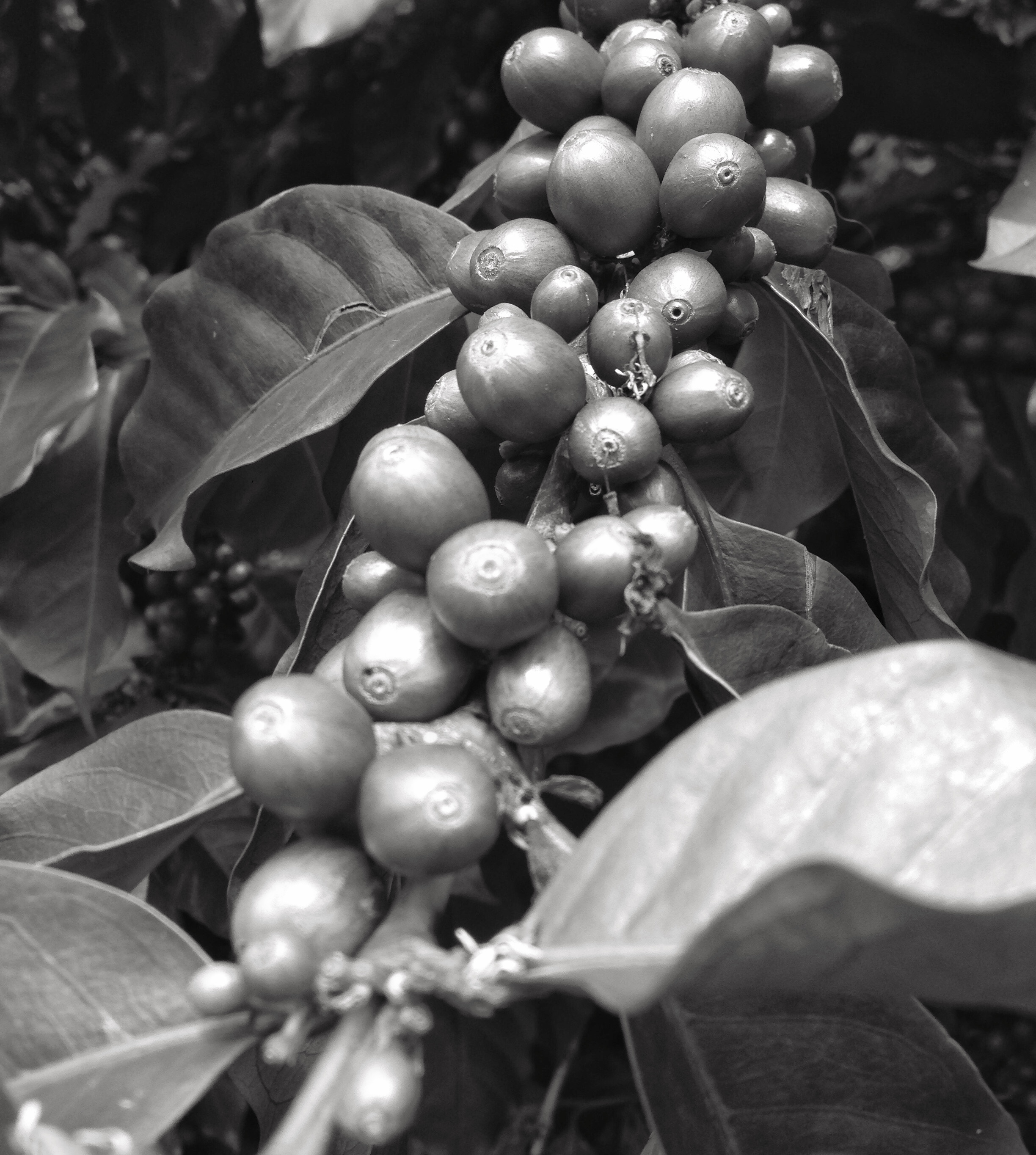 Coffee cherries ripening on a branch