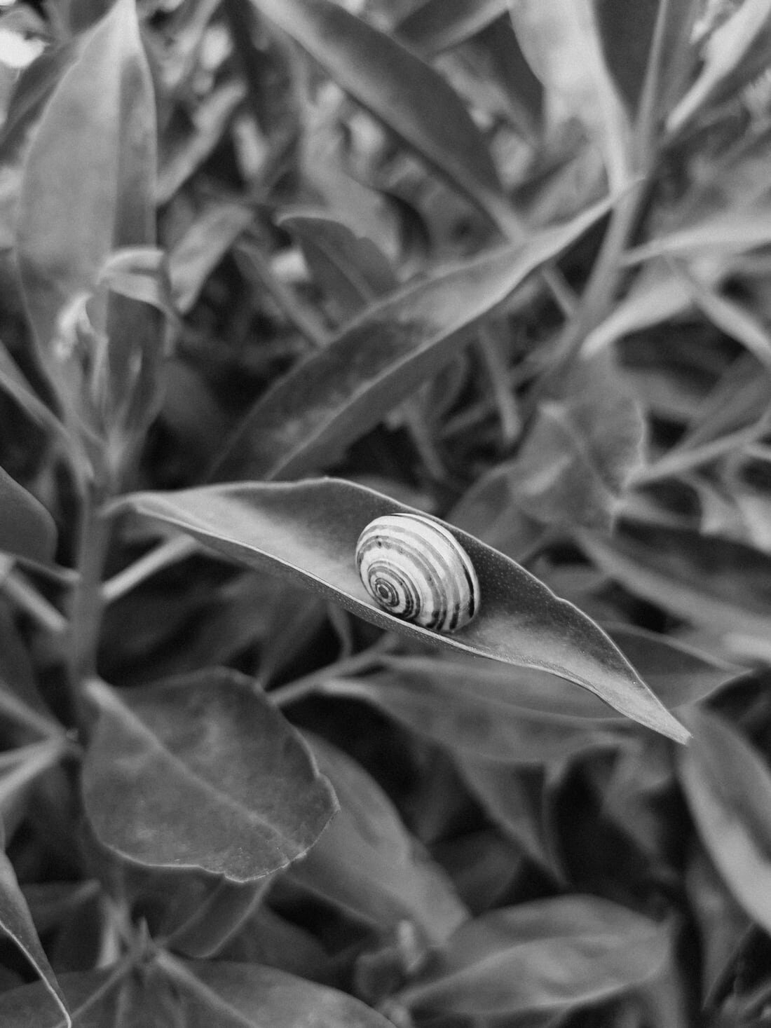 A striped snail on a leaf.