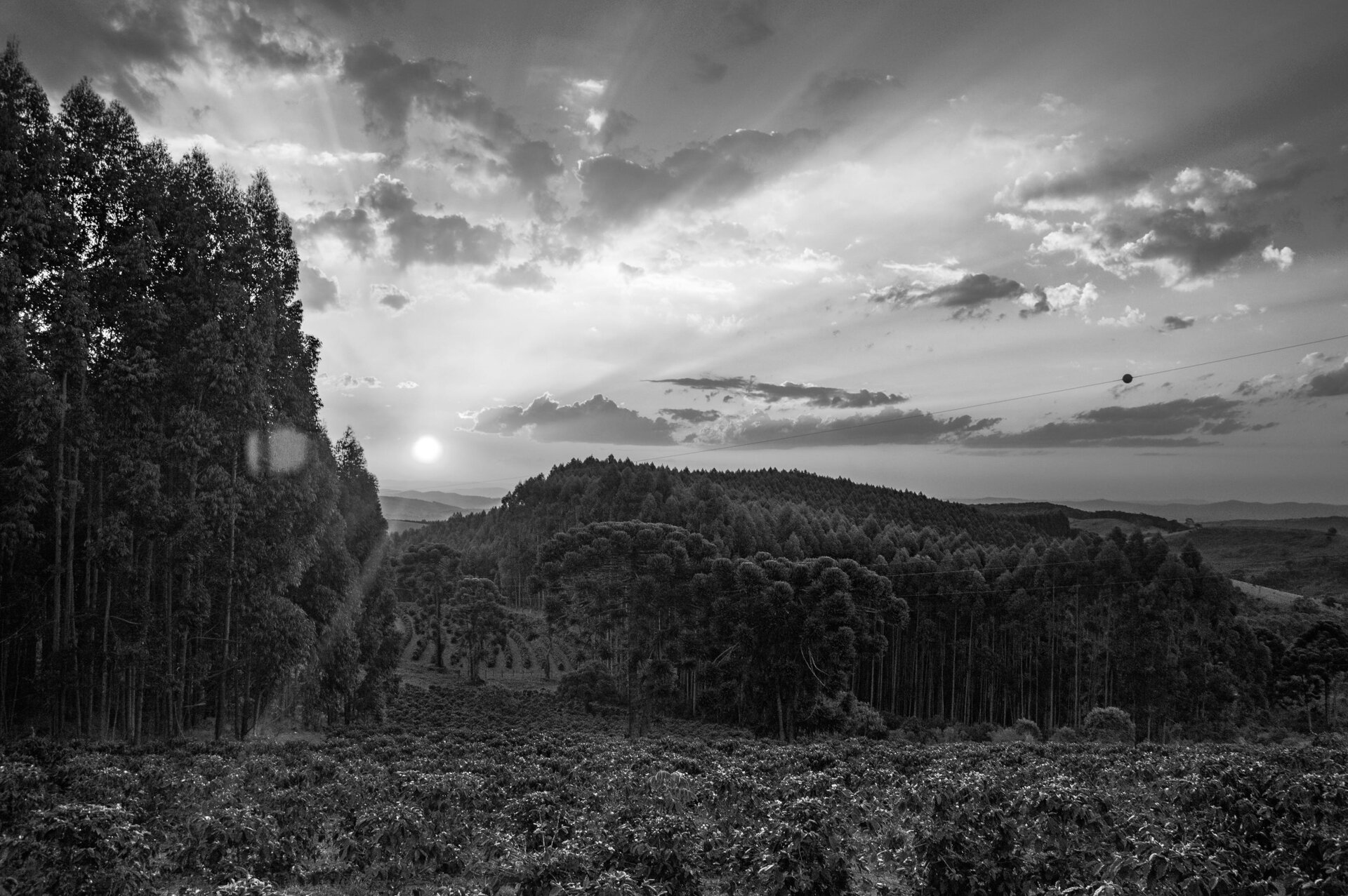 A coffee farm at sunset, with trees and a mountain beyond
