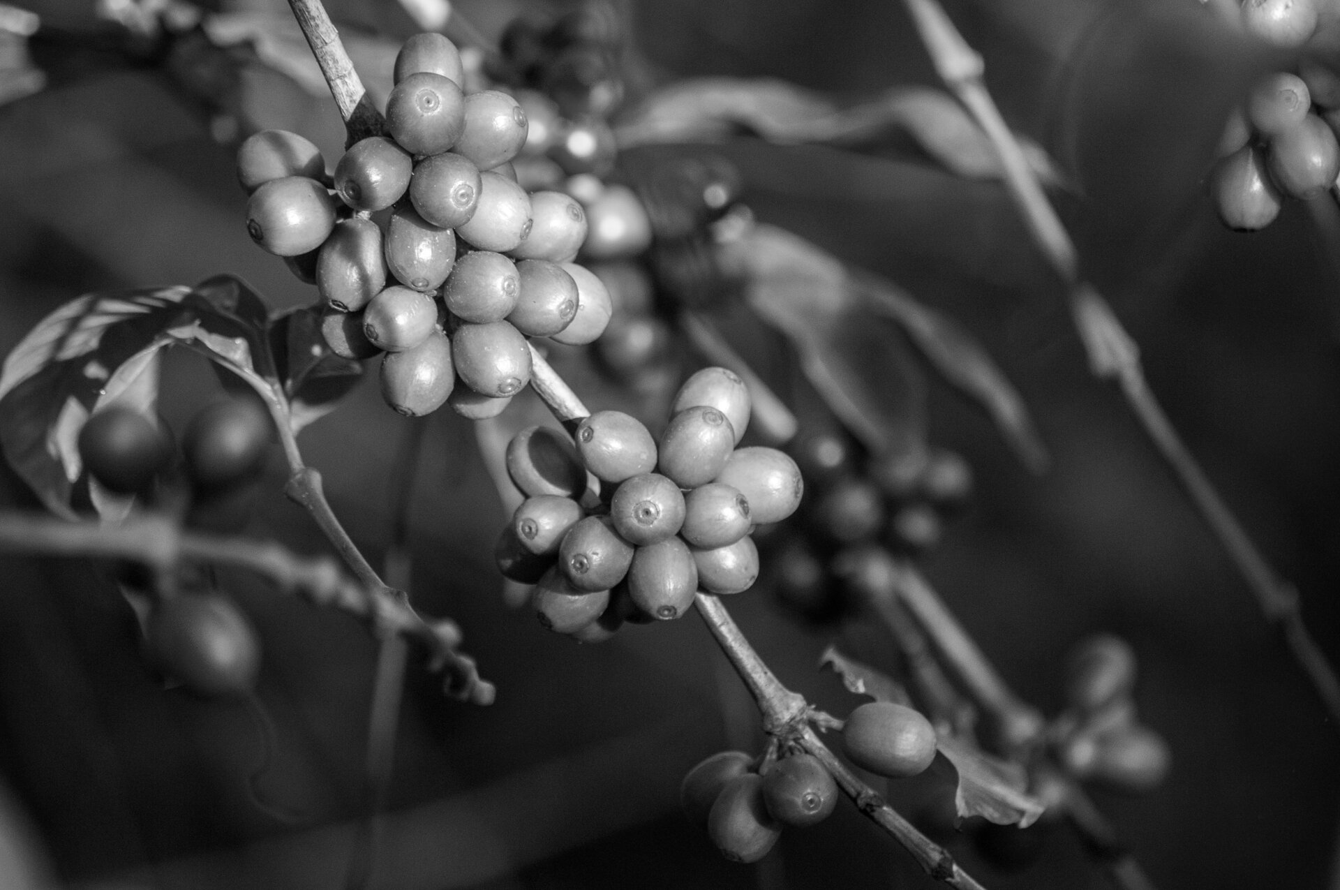 Coffee cherries on a branch
