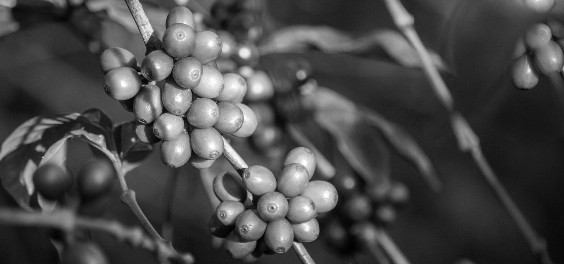 Coffee cherries ripening on the branch