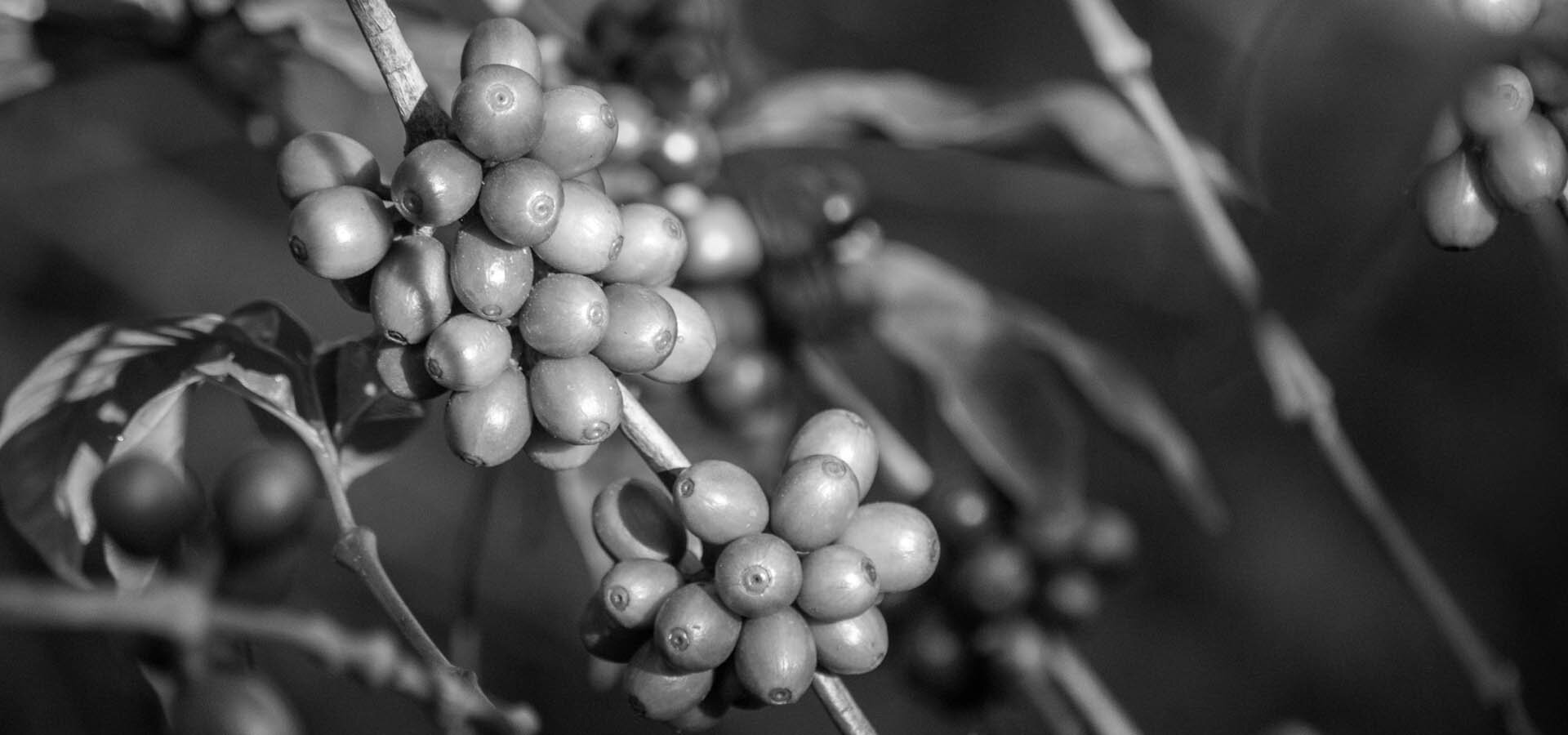Close up of coffee cherries ripening on the branch