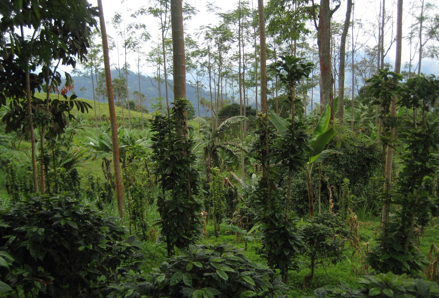 A shaded coffee farm