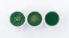 Three cups of coffee, seen from above, with beans, ground coffee, and brewed coffee, coloured green
