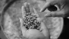 Close up of a hand holding green coffee beans
