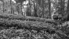 Workers from Pangoa Cooperative work with coffee seedlings under the cover of shade trees in Peru