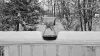 A glass Chemex full of coffee sitting on a snowy balcony railing with a snowy forest scene behind