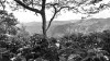 A coffee farmer tends his coffee trees under a shade tree with a mountain landscape in the background