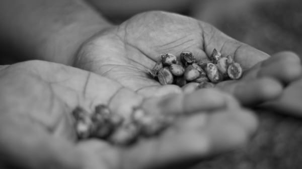 Close up of two hands palms up holding civet coffee beans, with the hand in the foreground out of focus